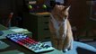 Cats & Dogs 3: Paws Unite Película completa