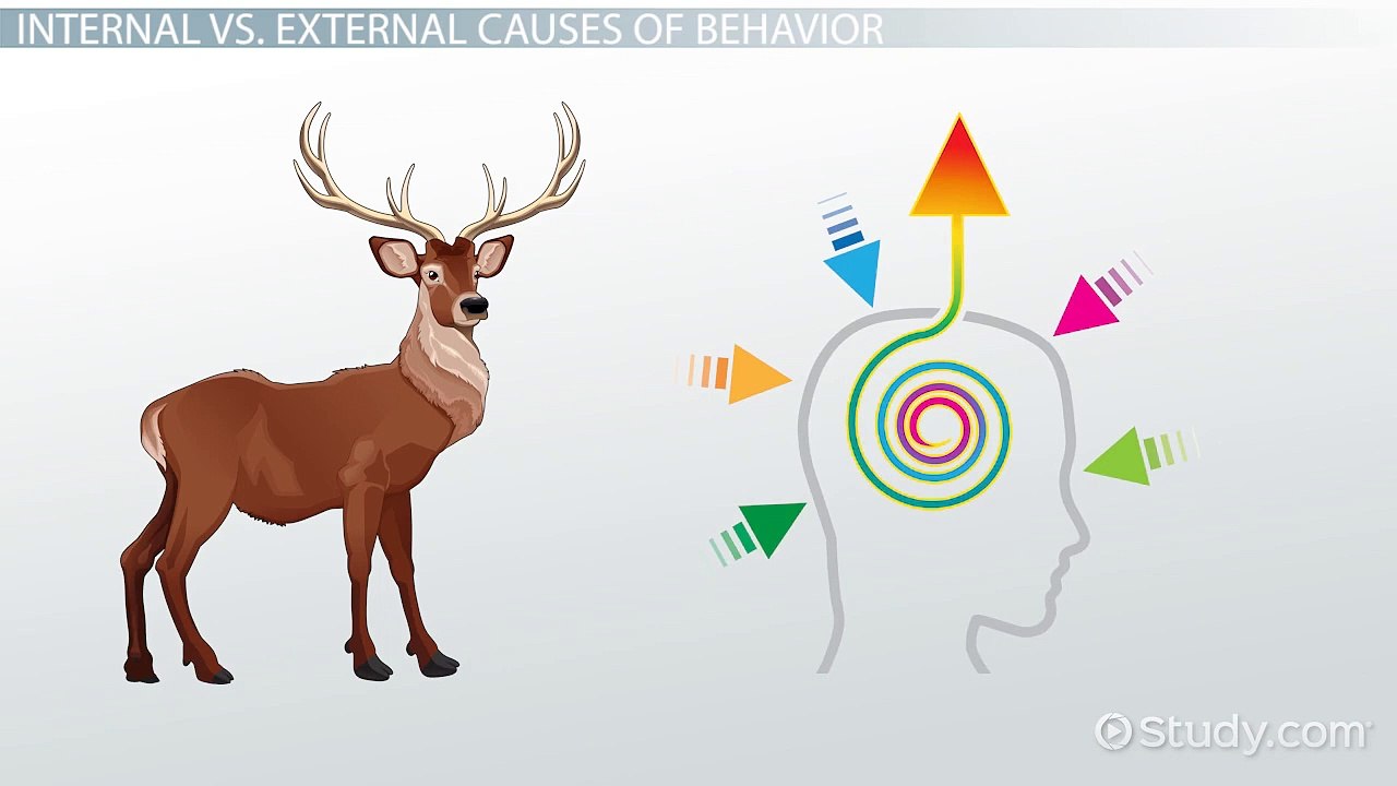 Attribution Theory- Causes of Behavior & Errors - Video & Lesson Transcript - Study.com