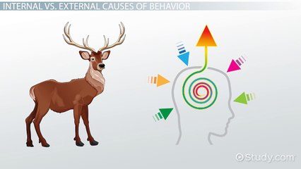 Attribution Theory- Causes of Behavior & Errors - Video & Lesson Transcript - Study.com