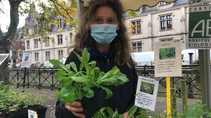 Des trésors végétaux à Quimper