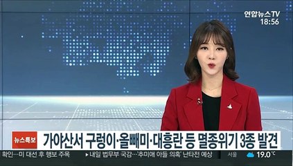 가야산에서 구렁이·올빼미·대흥란 등 멸종위기 3종 새로 발견