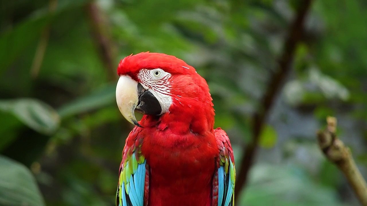 The parrot action.