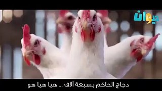 Dancing Chicken Song - أغنية الدجاجة الراقصة