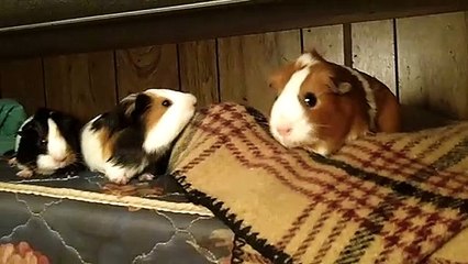CAVIA PORCELLUS PARSLEY TURMERIC MONA DAVID 102_0938