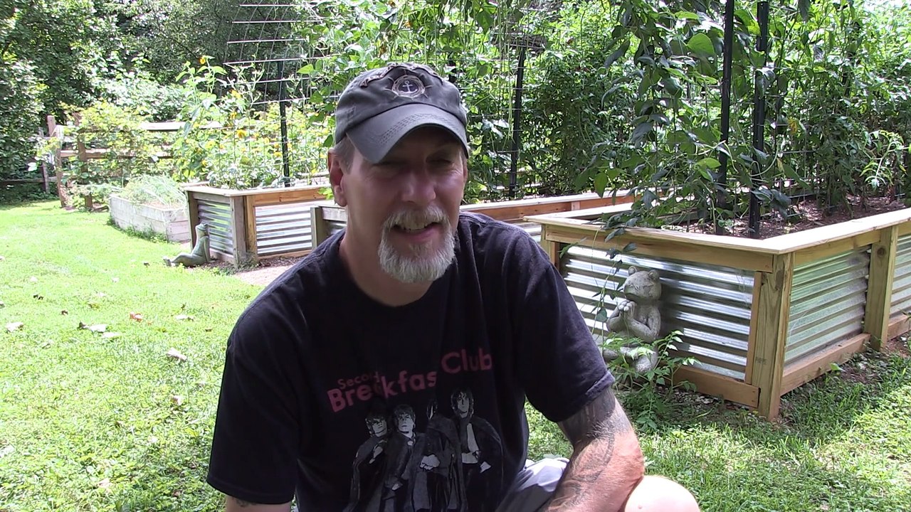 Harvesting Dill Seeds and the Wonderful History of this Herb!