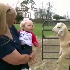 Funniest Animals - Awesome Funny Animals' Life Videos - Funniest Animals Ever 2020