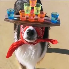 Funniest Animals  - Awesome Funny Animals' Life Videos  - Cutest Animals Ever