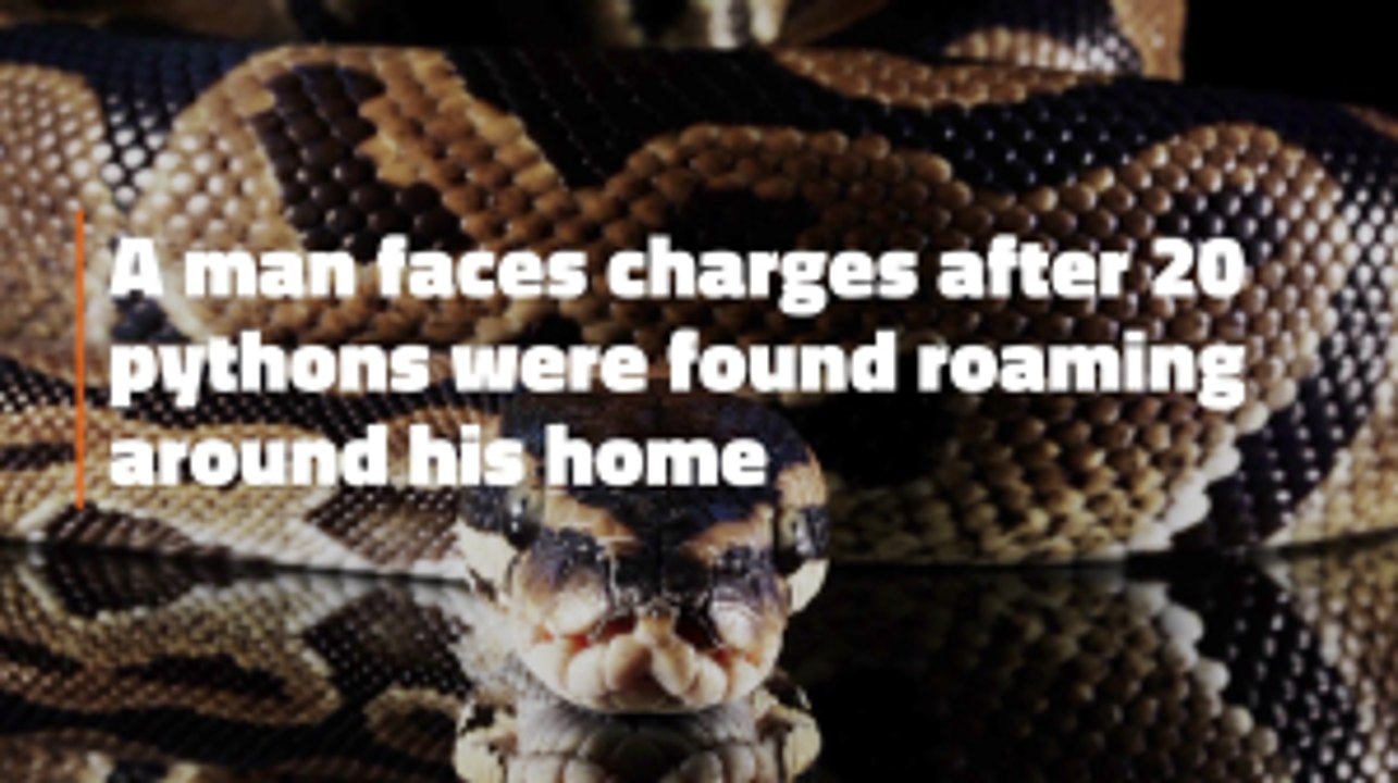 These Pythons Have A Home