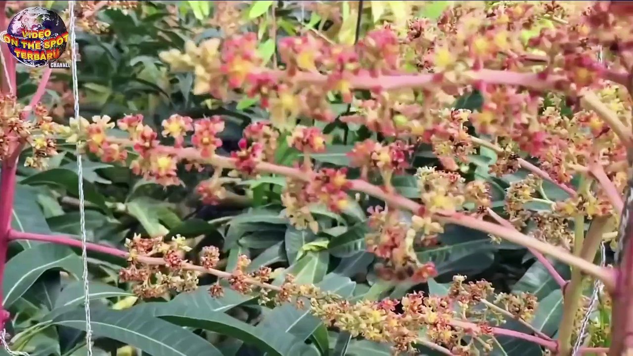 Jika Kamu Tanam Buah Mangga ini, Dijamin Cepat Jadi Kaya Raya.!! Harganya Fantastic_1080p