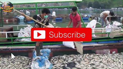 Peristiwa Aneh di Danau Toba, Jutaan ikan Mendadak Mengambang!! Penyebabnya...