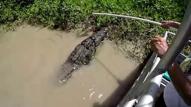 Ils nourrissent un alligator monstrueux en Floride