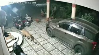 Cheetah Enter to home and dog