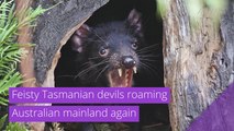 Feisty Tasmanian devils roaming Australian mainland again, and other top stories in strange news from October 12, 2020.