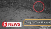 Rare snow leopard sighting at east end of Qinghai-Tibet Plateau