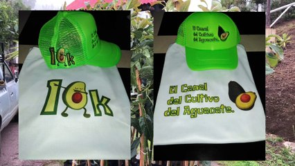 Cultivo de aguacate || nuevos proyectos 2020 || cómo plantar aguacate
