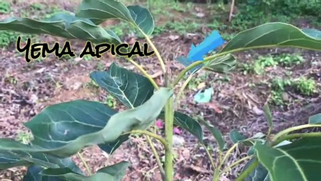EL PINCH || tipos de poda || poda en cultivo de aguacate