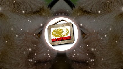 [FREE] Konashi Comedy - HARDCORE Rap Monkey. (No CopyRight Music,Free Music Copyright))