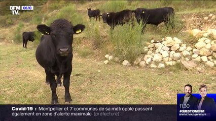 Dans les Alpes-Maritimes, les éleveurs partagent leurs inquiétudes après les intempéries