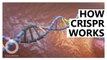 Explainer: How the CRISPR/Cas9 Gene-Editing Tool Works