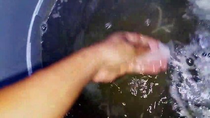 Aroma swiftlet - Cách tạo mùi thu hút chim yến bằng rong sụn.