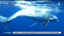 Tubuai, les baleines redonnent du souffle aux prestataires