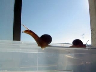 Sunny Snails