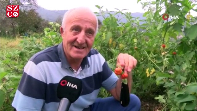 Patlıcan tohumu ekti, hayatının şokunu yaşadı