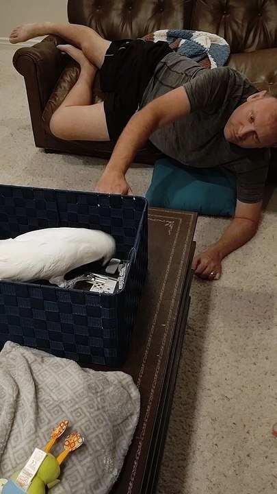 Cockatoo Doesn't Like Cleanliness
