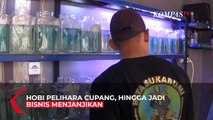 Tips Bisnis Ikan Cupang