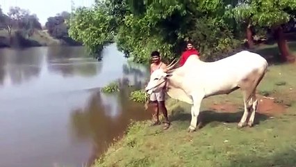 cow teaches a man to swim