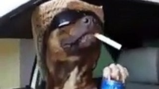 you'll never be cooler than this pit bull