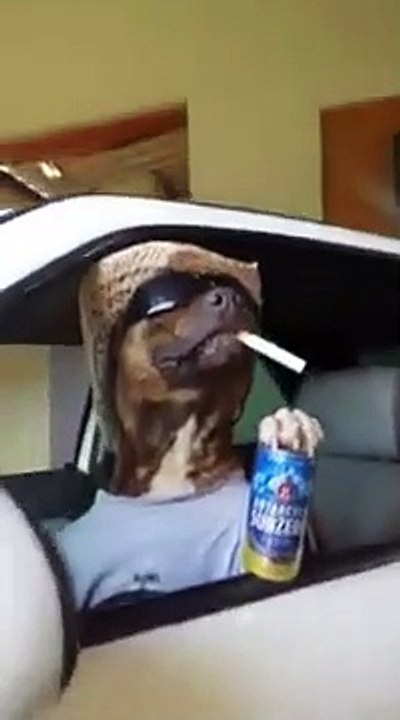 you'll never be cooler than this pit bull