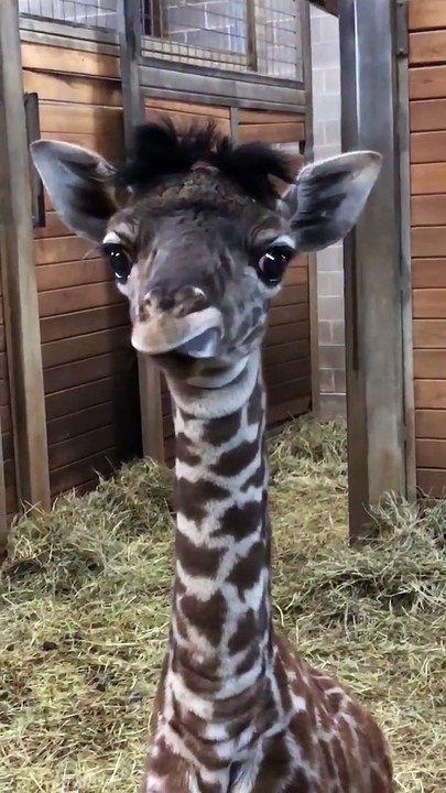 this giraffe is gorgeous