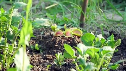 A Large ,Venus ,Flytrap ,VS a Cockroach
