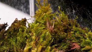 A Large, Venus Flytrap ,VS a Mantis