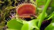 A Large, Venus Flytrap, VS a Spider