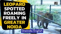 Leopard spotted roaming freely in Greater Noida: Watch the video|Oneindia News