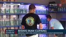 Bisnis Ikan Cupang Cukup Menjanjikan