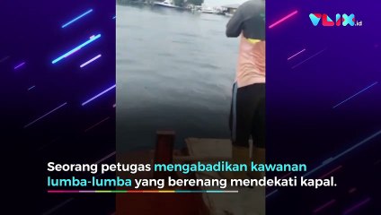 Lumba-lumba Muncul di Pulau Seribu, Ayo Jaga Laut Jakarta!