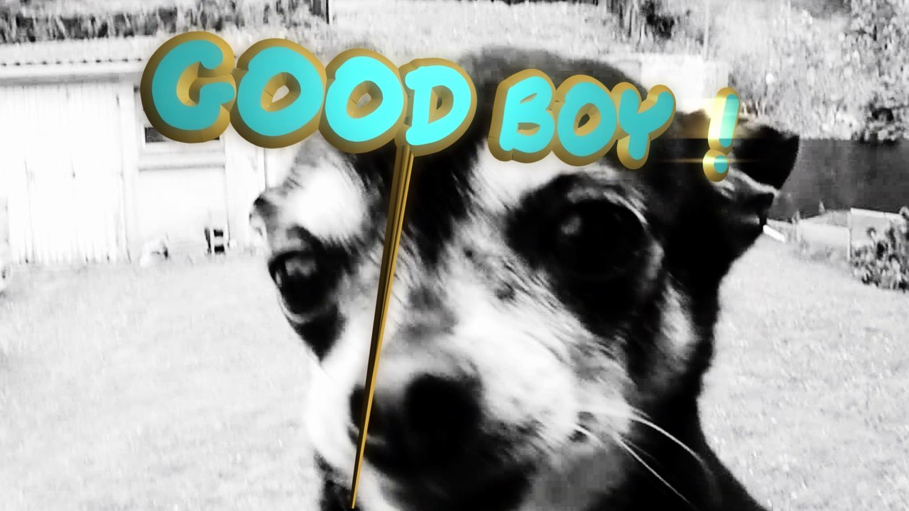 GOOD BOY !