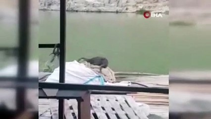 Elazığ’da koruma altındaki su samuru görüntülendi