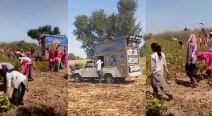 Rajasthan : खेतों में DJ बजाकर मजदूर डांस करते हुए कर रहे फसलों की कटाई, देखें वायरल VIDEO