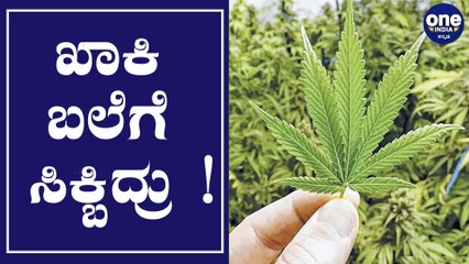 ಮನೆ ಮುಂದೆ ಗಾಂಜಾ ಗಿಡ, ಖತರ್ನಾಕ್ ಕಳ್ಳರು | Oneindia Kannada