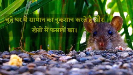 कम खर्च में सीमेंट से चूहे मारने का तरीका। 100% रामबाढ़ तरिका