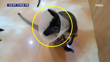 '곳곳에 오물 범벅' 이색동물 카페 우려…환경부 "체험 금지 추진"