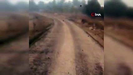 Yaban domuzu alevlerin arasından böyle kaçtı