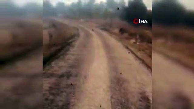 Yaban domuzu alevlerin arasından böyle kaçtı