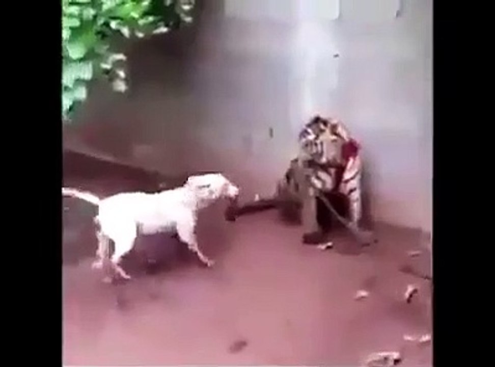 Tiger vs Dog