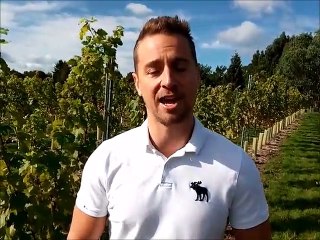 First harvest at newly-established Sussex vineyard