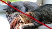 Why Cats Twitch So Much in Their Sleep